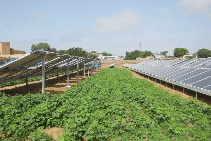 Agrivoltaics Plant Site Visits