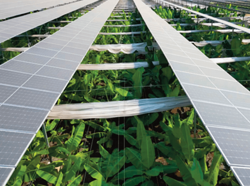 Agrisolar Best Practice Guidelines India edition